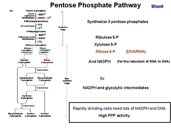 Pentose Phosphate Pathway Shunt Synthesize 3 pentose phosphates Ribulose 5 -P Xylulose 5 -P