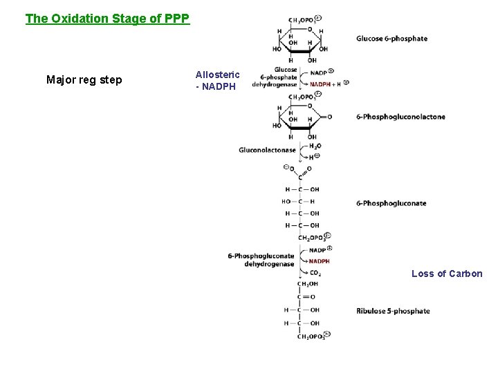 The Oxidation Stage of PPP Major reg step Allosteric - NADPH Loss of Carbon