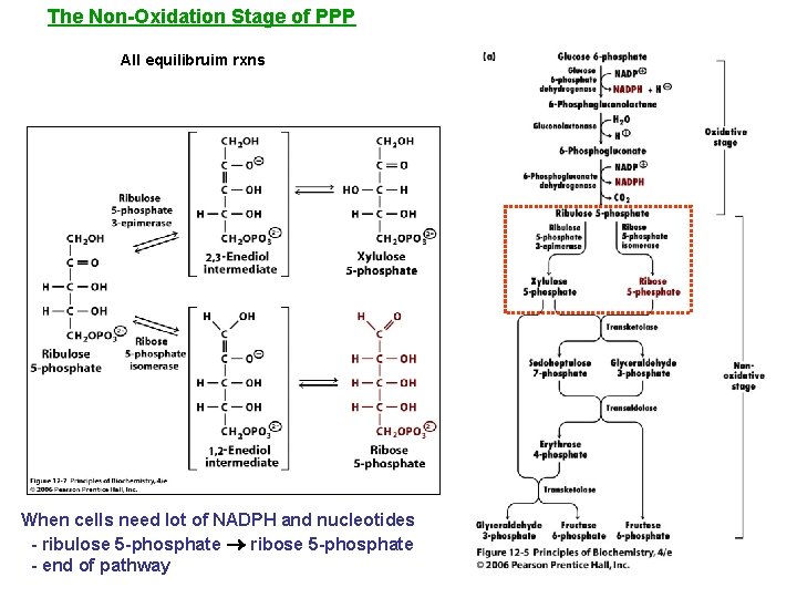 The Non-Oxidation Stage of PPP All equilibruim rxns When cells need lot of NADPH