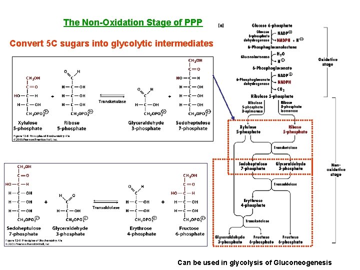 The Non-Oxidation Stage of PPP Convert 5 C sugars into glycolytic intermediates Can be