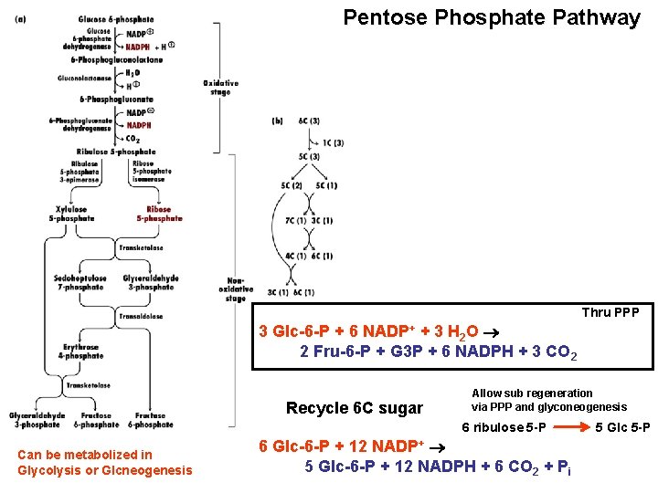 Pentose Phosphate Pathway Thru PPP 3 Glc-6 -P + 6 NADP+ + 3 H