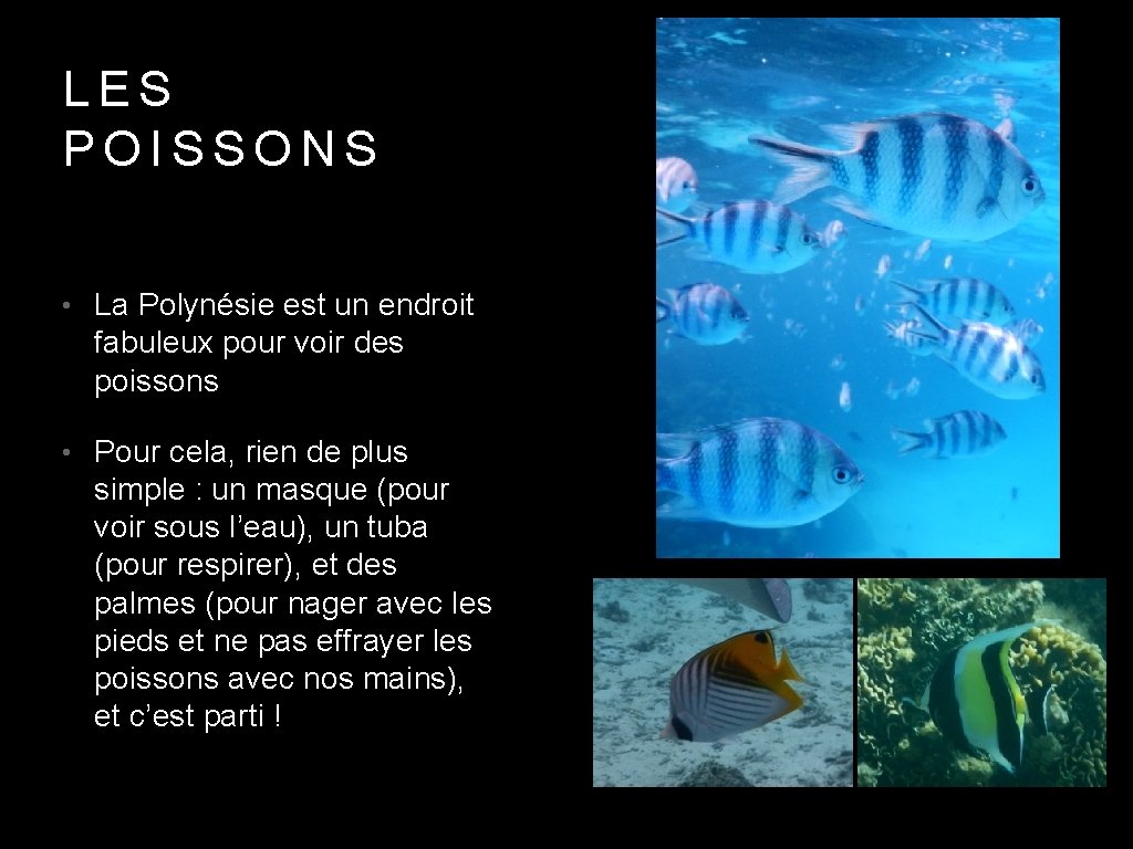 LES POISSONS • La Polynésie est un endroit fabuleux pour voir des poissons •