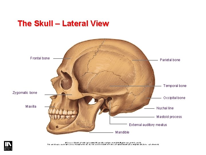 The Skull – Lateral View Frontal bone Parietal bone Temporal bone Zygomatic bone Occipital The Skull – Lateral View Frontal bone Parietal bone Temporal bone Zygomatic bone Occipital