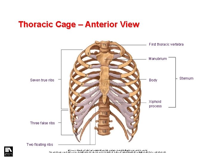 Thoracic Cage – Anterior View First thoracic vertebra Manubrium Seven true ribs Body Xiphoid Thoracic Cage – Anterior View First thoracic vertebra Manubrium Seven true ribs Body Xiphoid