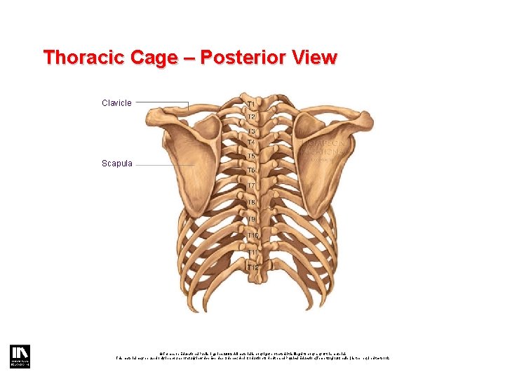 Thoracic Cage – Posterior View Clavicle Scapula ©Thompson Educational Publishing, Inc. 2003. All material Thoracic Cage – Posterior View Clavicle Scapula ©Thompson Educational Publishing, Inc. 2003. All material