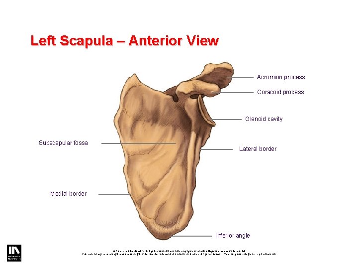 Left Scapula – Anterior View Acromion process Coracoid process Glenoid cavity Subscapular fossa Lateral Left Scapula – Anterior View Acromion process Coracoid process Glenoid cavity Subscapular fossa Lateral
