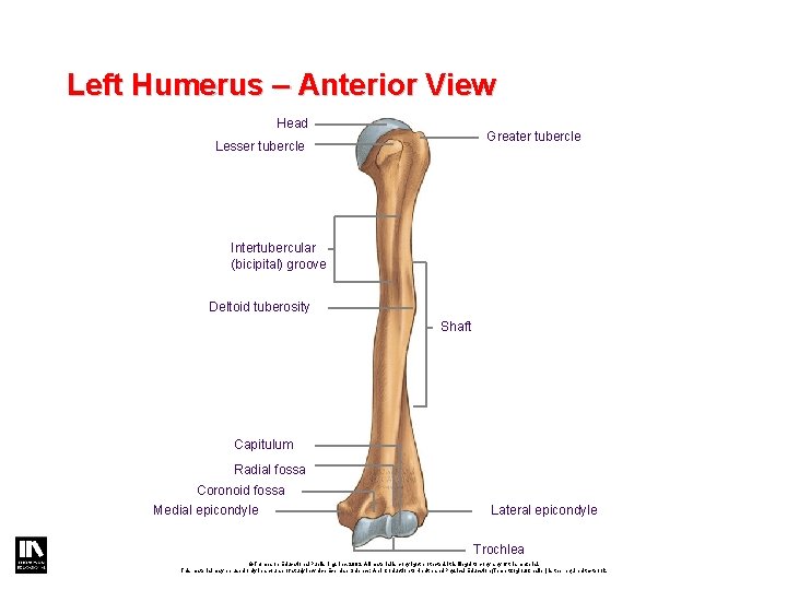 Left Humerus – Anterior View Head Greater tubercle Lesser tubercle Intertubercular (bicipital) groove Deltoid Left Humerus – Anterior View Head Greater tubercle Lesser tubercle Intertubercular (bicipital) groove Deltoid