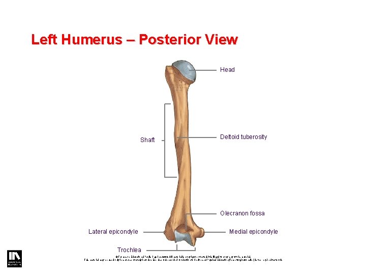 Left Humerus – Posterior View Head Shaft Deltoid tuberosity Olecranon fossa Lateral epicondyle Medial Left Humerus – Posterior View Head Shaft Deltoid tuberosity Olecranon fossa Lateral epicondyle Medial
