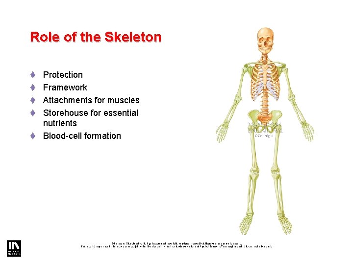 Role of the Skeleton t Protection t Framework t Attachments for muscles t Storehouse Role of the Skeleton t Protection t Framework t Attachments for muscles t Storehouse