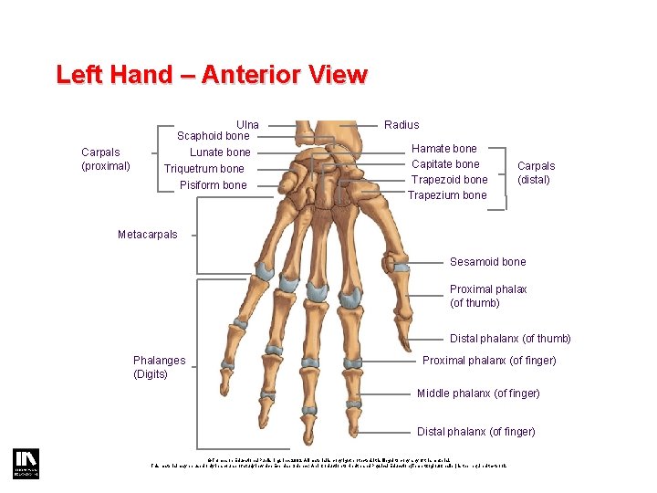 Left Hand – Anterior View Carpals (proximal) Ulna Scaphoid bone Lunate bone Triquetrum bone Left Hand – Anterior View Carpals (proximal) Ulna Scaphoid bone Lunate bone Triquetrum bone