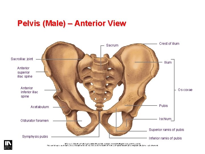 Pelvis (Male) – Anterior View Crest of ilium Sacroiliac joint Ilium Anterior superior iliac Pelvis (Male) – Anterior View Crest of ilium Sacroiliac joint Ilium Anterior superior iliac