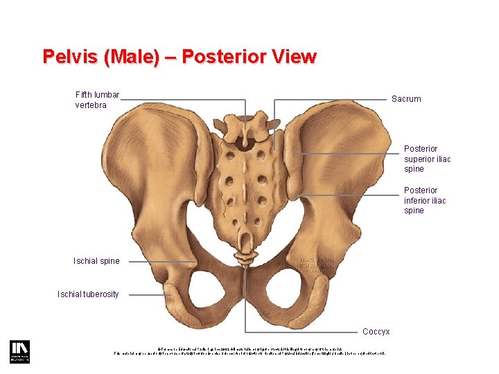 Pelvis (Male) – Posterior View Fifth lumbar vertebra Sacrum Posterior superior iliac spine Posterior Pelvis (Male) – Posterior View Fifth lumbar vertebra Sacrum Posterior superior iliac spine Posterior