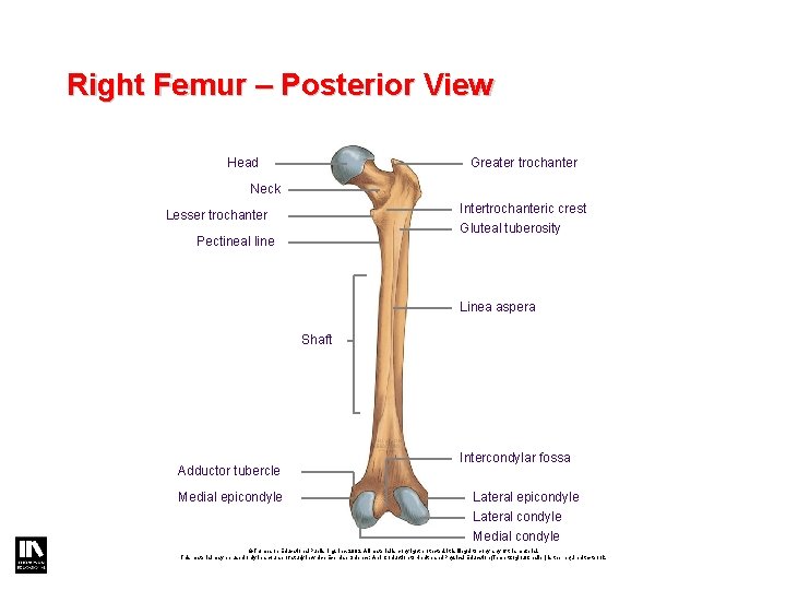 Right Femur – Posterior View Head Greater trochanter Neck Intertrochanteric crest Gluteal tuberosity Lesser Right Femur – Posterior View Head Greater trochanter Neck Intertrochanteric crest Gluteal tuberosity Lesser
