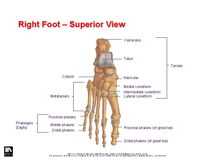 Right Foot – Superior View Calcaneus Talus Tarsals Cuboid Metatarsals Navicular Medial cuneiform Intermediate Right Foot – Superior View Calcaneus Talus Tarsals Cuboid Metatarsals Navicular Medial cuneiform Intermediate