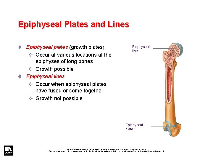 Epiphyseal Plates and Lines t Epiphyseal plates (growth plates) v Occur at various locations Epiphyseal Plates and Lines t Epiphyseal plates (growth plates) v Occur at various locations