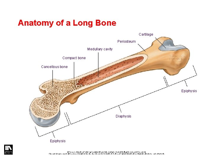 Anatomy of a Long Bone Cartilage Periosteum Medullary cavity Compact bone Cancellous bone Epiphysis Anatomy of a Long Bone Cartilage Periosteum Medullary cavity Compact bone Cancellous bone Epiphysis