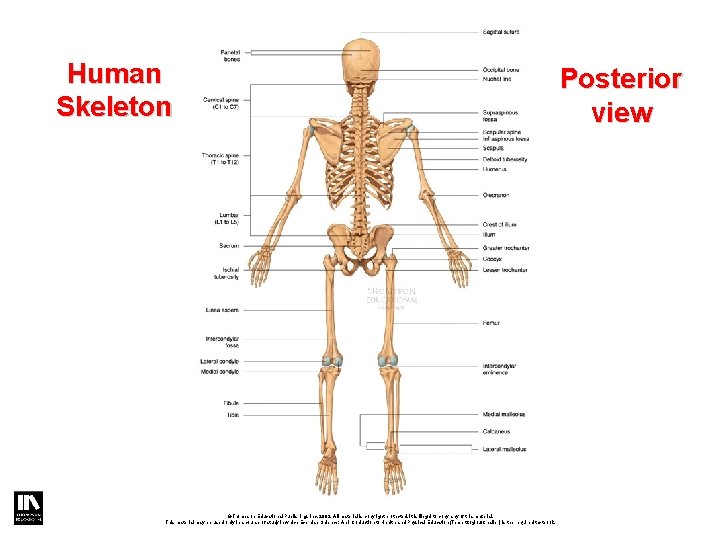 Human Skeleton ©Thompson Educational Publishing, Inc. 2003. All material is copyright protected. It is Human Skeleton ©Thompson Educational Publishing, Inc. 2003. All material is copyright protected. It is