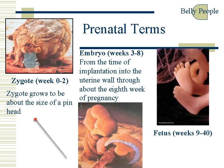 Belly People Prenatal Terms Zygote (week 0 -2) Zygote grows to be about the
