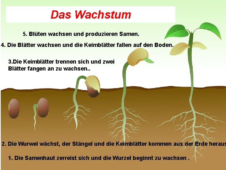 Das Wachstum 5. Blüten wachsen und produzieren Samen. 4. Die Blätter wachsen und die