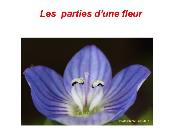 Les parties d’une fleur 