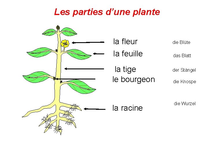 Les parties d’une plante la fleur die Blüte la feuille das Blatt la tige