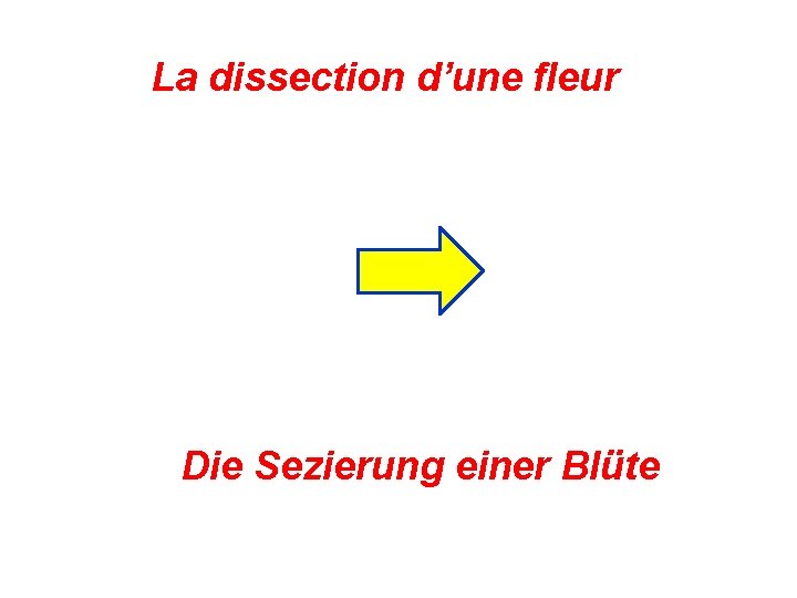 La dissection d’une fleur Die Sezierung einer Blüte 