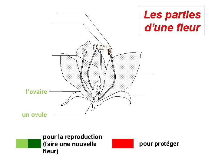 Les parties d’une fleur l’ovaire un ovule pour la reproduction (faire une nouvelle fleur)