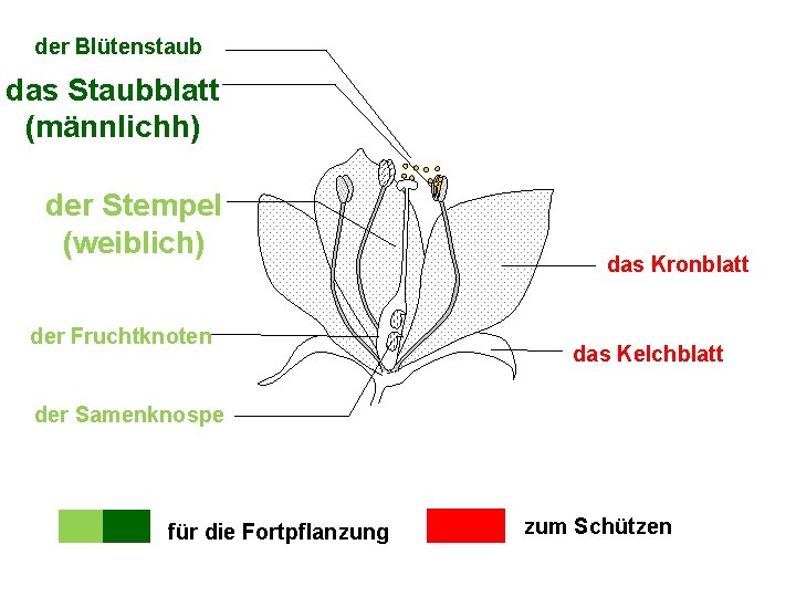 der Blütenstaub das Staubblatt (männlichh) der Stempel (weiblich) der Fruchtknoten das Kronblatt das Kelchblatt