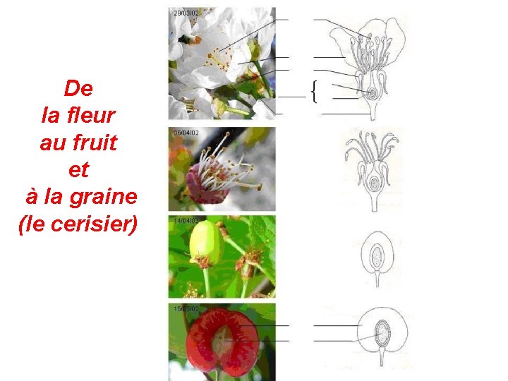 De la fleur au fruit et à la graine (le cerisier) 