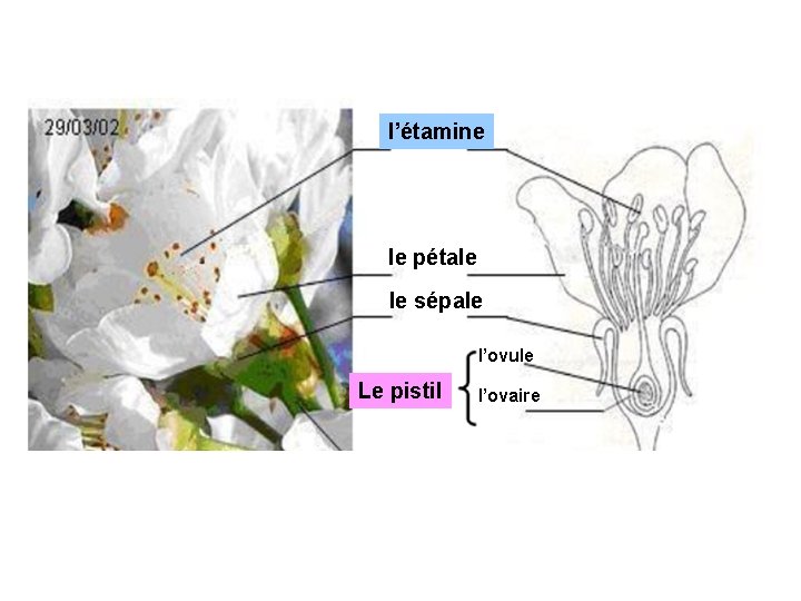 l’étamine le pétale le sépale l’ovule Le pistil l’ovaire l’étamine le pétale le sépale l’ovule Le pistil l’ovaire
