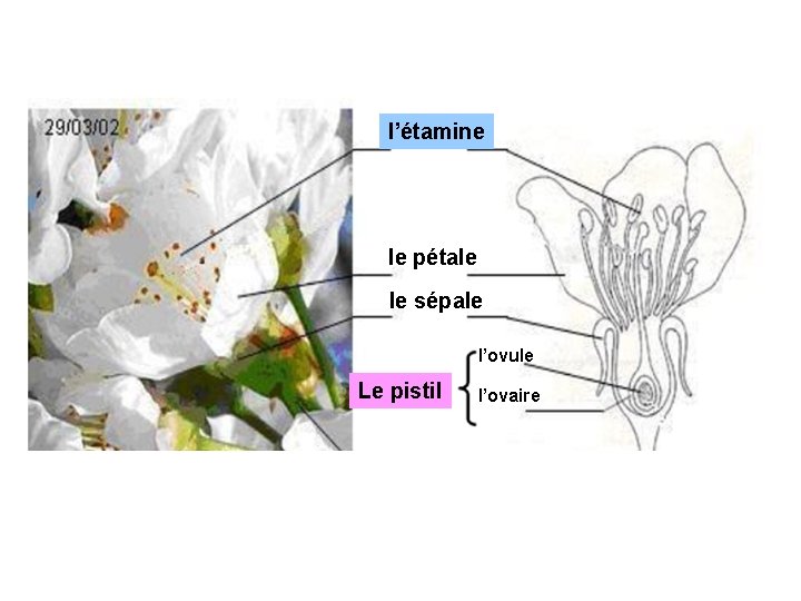 l’étamine le pétale le sépale l’ovule Le pistil l’ovaire 