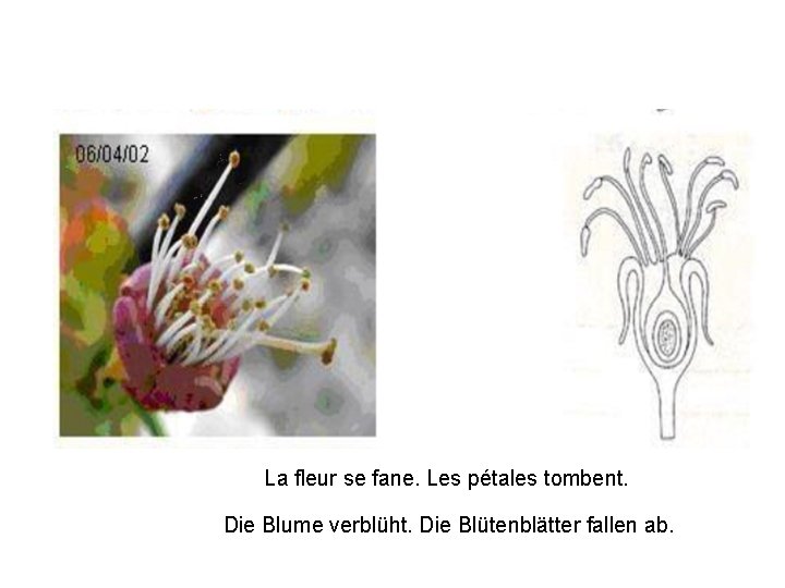 La fleur se fane. Les pétales tombent. Die Blume verblüht. Die Blütenblätter fallen ab.