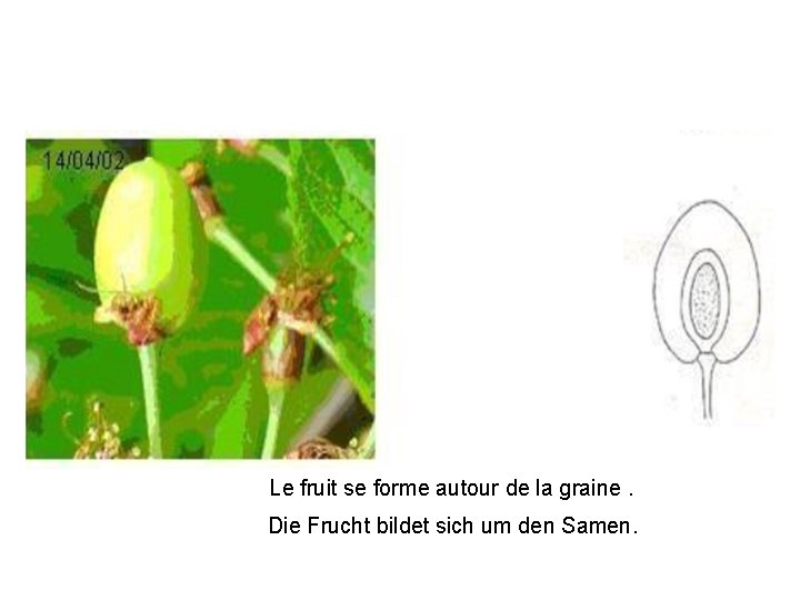 Le fruit se forme autour de la graine. Die Frucht bildet sich um den