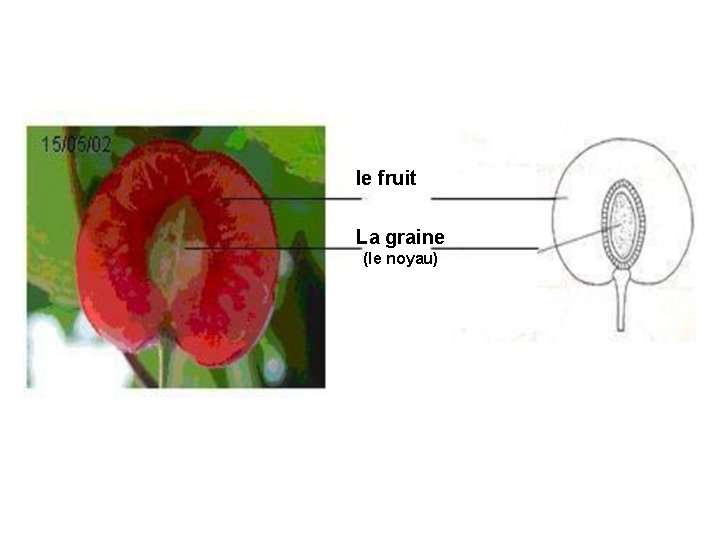 le fruit La graine (le noyau) 