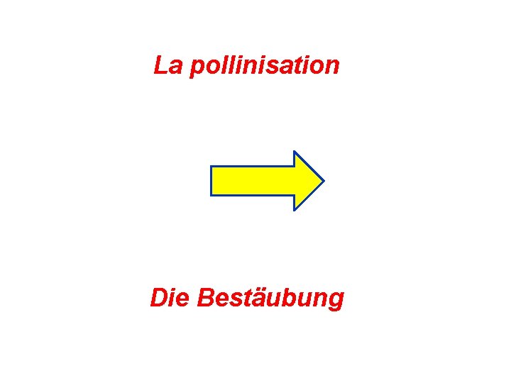 La pollinisation Die Bestäubung 