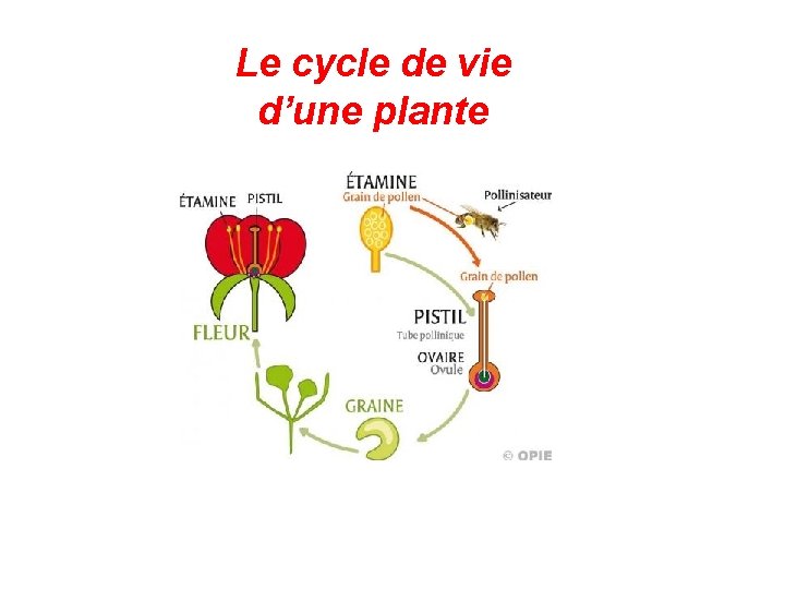 Le cycle de vie d’une plante 