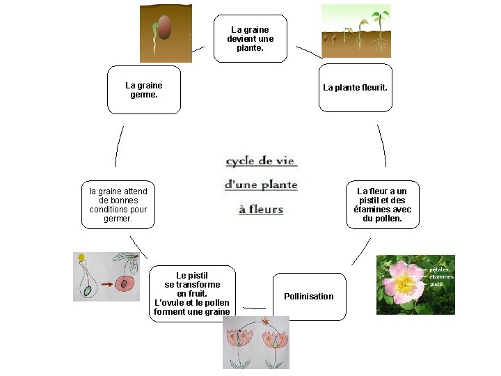 La graine devient une plante. La graine germe. La plante fleurit. la graine attend