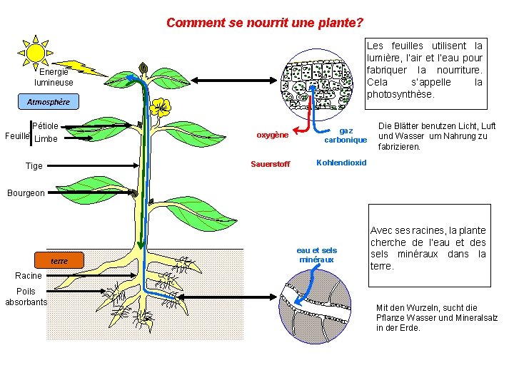 Comment se nourrit une plante? Les feuilles utilisent la lumière, l’air et l’eau pour