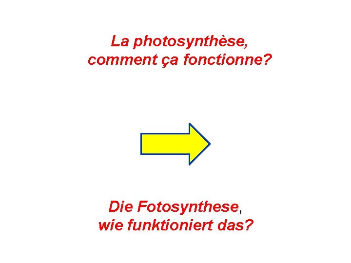 La photosynthèse, comment ça fonctionne? Die Fotosynthese, wie funktioniert das? 