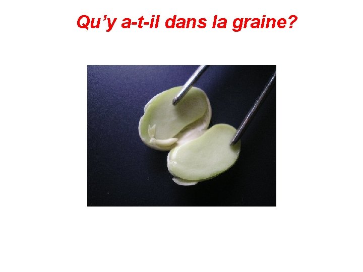 Qu’y a-t-il dans la graine? 