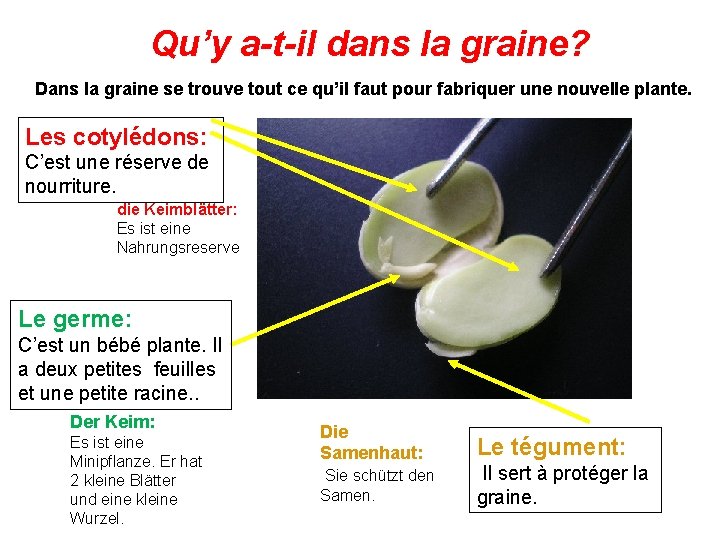 Qu’y a-t-il dans la graine? Dans la graine se trouve tout ce qu’il faut