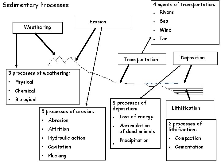 Sedimentary Processes Weathering 4 agents of transportation: • Rivers • Sea Erosion • Wind