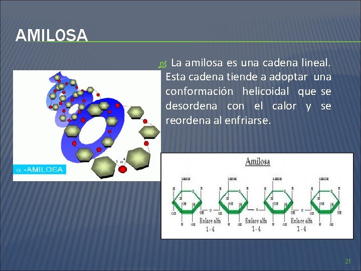 AMILOSA La amilosa es una cadena lineal. Esta cadena tiende a adoptar una conformación