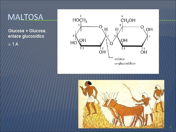 MALTOSA Glucosa + Glucosa, enlace glucosídico 1, 4. 5 