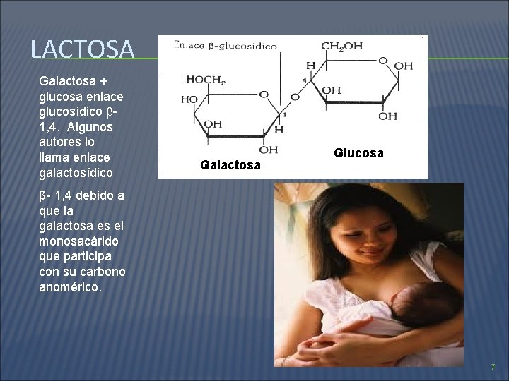 LACTOSA Galactosa + glucosa enlace glucosídico 1, 4. Algunos autores lo llama enlace galactosídico