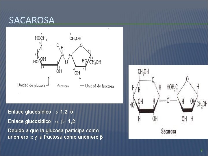 SACAROSA Enlace glucosídico 1, 2 ó Enlace glucosidico , - 1, 2 Debido a