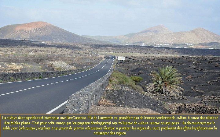 La culture des vignobles est historique aux îles Canaries. l'île de Lanzarote ne possédait