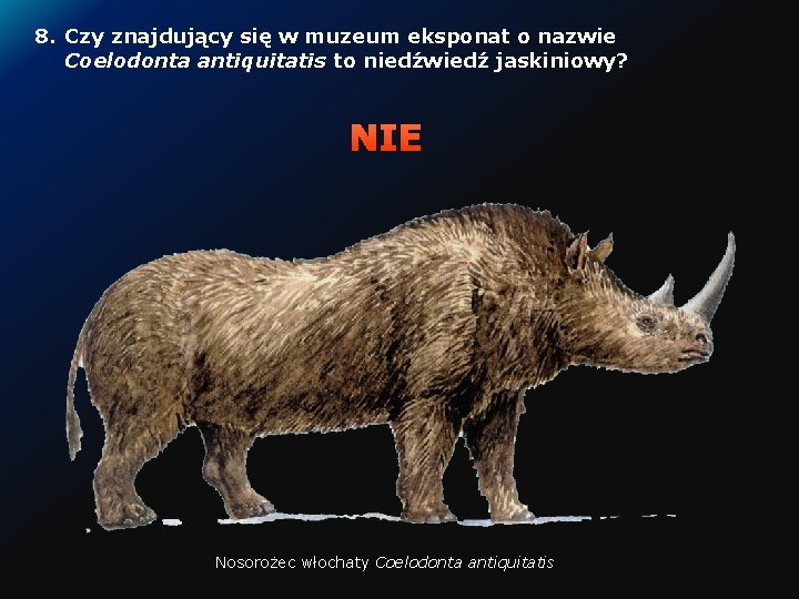8. Czy znajdujący się w muzeum eksponat o nazwie Coelodonta antiquitatis to niedźwiedź jaskiniowy?