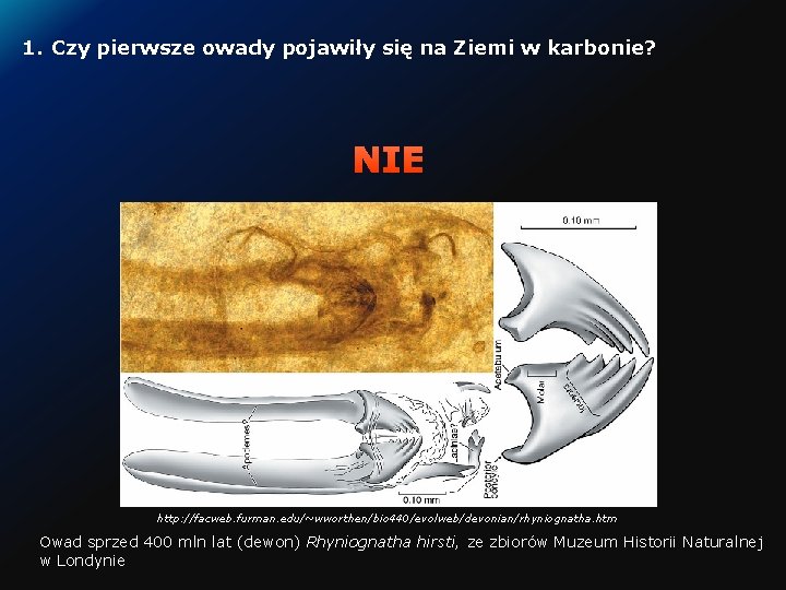 1. Czy pierwsze owady pojawiły się na Ziemi w karbonie? NIE http: //facweb. furman.