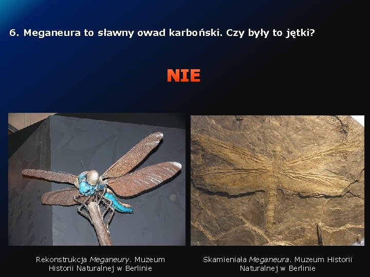 6. Meganeura to sławny owad karboński. Czy były to jętki? NIE Rekonstrukcja Meganeury. Muzeum